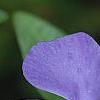 Vinca minor 'Bowles Variety', flowers