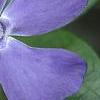 Vinca minor 'Bowles Variety', flowers