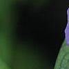 Vinca minor 'Bowles Variety', flowers