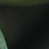 Vinca minor 'Bowles Variety', flowers