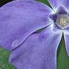 Vinca minor 'Bowles Variety', flowers