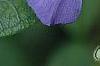 Vinca minor 'Bowles Variety', flowers