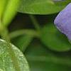 Vinca minor 'Dart's Blue', flowers