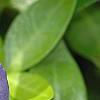 Vinca minor 'Dart's Blue', flowers
