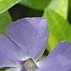 Vinca minor 'Dart's Blue', flowers