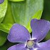 Vinca minor 'Dart's Blue', flowers
