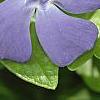 Vinca minor 'Dart's Blue', flowers