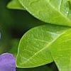Vinca minor 'Dart's Blue', flowers