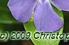 Vinca minor 'Dart's Blue', flowers