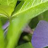 Vinca minor 'Dart's Blue', flowers