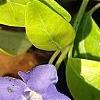 Vinca minor 'Honeydew', flowers