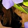 Vinca minor 'Honeydew', flowers