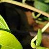 Vinca minor 'Honeydew', flowers