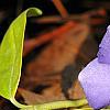 Vinca minor 'Honeydew', flowers