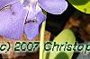 Vinca minor 'Honeydew', flowers