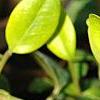 Vinca minor 'Honeydew', flowers