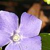 Vinca minor 'Honeydew', flowers