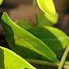 Vinca minor 'Honeydew', flowers