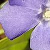 Vinca minor 'Honeydew', flowers