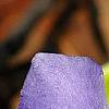 Vinca minor 'Honeydew', flowers