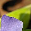 Vinca minor 'Honeydew', flowers