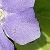 Vinca minor 'Honeydew', flowers