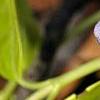 Vinca minor 'Honeydew', flowers