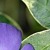 Vinca minor 'Ralph Shugert', flowers