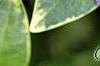 Vinca minor 'Ralph Shugert', flowers