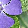 Vinca minor 'Ralph Shugert', flowers
