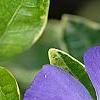 Vinca minor 'Ralph Shugert', flowers