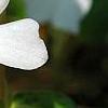 Vinca minor 'Valley Gold', flowers