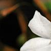 Vinca minor 'Valley Gold', flowers