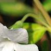 Vinca minor 'Valley Gold', flowers