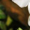 Vinca minor 'Valley Gold', flowers