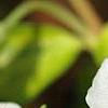 Vinca minor 'Valley Gold', flowers