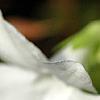 Vinca minor 'Valley Gold', flowers