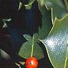 Ilex x aquipernyi 'San Jose', fruit