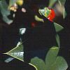 Ilex x aquipernyi 'San Jose', fruit
