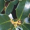 Ilex x aquipernyi 'San Jose', fruit