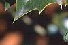 Ilex x aquipernyi 'San Jose', fruit