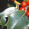 Ilex x aquipernyi 'San Jose', fruit