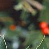 Ilex x aquipernyi 'San Jose', fruit
