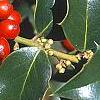 Ilex x aquipernyi 'San Jose', fruit