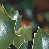 Ilex x aquipernyi 'San Jose', fruit