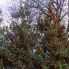 Ilex x attenuata 'Foster's #2', habit