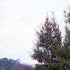 Ilex x attenuata 'Foster's #2', habit