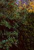 Ilex x attenuata 'Foster's #2', habit