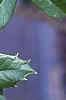 Ilex x attenuata 'Foster's #2', leaves