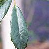 Ilex x attenuata 'Foster's #2', leaves
